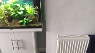 Juwel Rio 125 planted tank with LED [upl. by Plath]