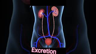 Difference between excretion and egestion  Egestion and excretion are not same [upl. by Nibas]