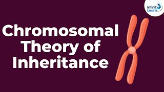 Genetics  Chromosomal Theory of Inheritance  Lesson 9  Dont Memorise [upl. by Hansen]