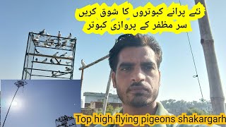 live pigeon flying 545pm update from Sir Muzaffar and best pigeons collection shakarghar [upl. by Bower343]