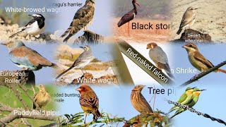 Rare 50 types of Migratory birds Pictures with Names  Birds Photography [upl. by Ahseinad]