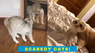 Scaredy Cats  Funny videos of cats getting a little scared [upl. by Notluf]