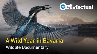 Wild Bavaria  Born from Ice  Full Wildlife Documentary [upl. by Winter976]