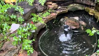 Impatiens placed in pond [upl. by Glen]