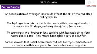 A Level Biology 5121  Excretion [upl. by Eachelle561]