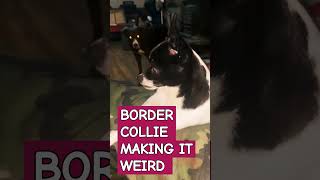 BORDER COLLIE MAKING IT WEIRD youtubeshorts chihuahua bordercollie [upl. by Det]