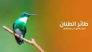 طائر الطنان أصغر عصفور على وجه الأرض  كويست عربية Quest Arabiya [upl. by Fidela661]