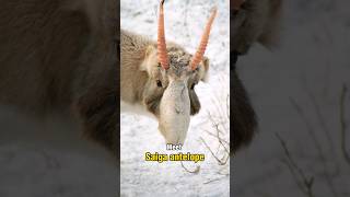 These Animals can detect Storm Meet Saiga antelope [upl. by Arbmahs302]