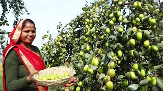 बेर का ऐसा स्वादिष्ट हलवा बनता हें जो आप सब को पता भी नही होगा  Ber ka Halwa recipe [upl. by Agiaf528]