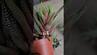 How to Propagate Haworthia succulent [upl. by Kelton768]