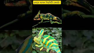 Which one is the real chameleon here😱গিরগিটিviralshort shortsfeed [upl. by Hodess]