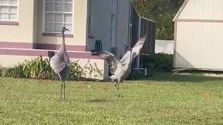 Crane Choreography The Delightful Dance of Sandhill Cranes [upl. by Odo996]