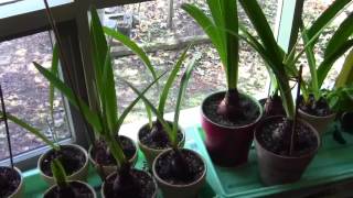 AMARYLLIS BULBS GROWTH UPDATE [upl. by Barboza]