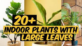 20 Indoor Plants with Large Leaves  The Planet of Greens [upl. by Nadeen]