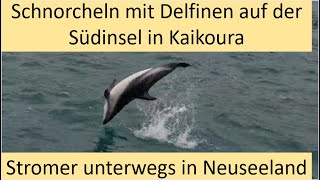 Kaikoura SchnorchelAusflug mit Delfinen und unerwarteter Begegnungauf der Südinsel Neuseelands [upl. by Auqined637]