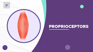 Proprioceptors explained in 2 mins [upl. by Ida689]