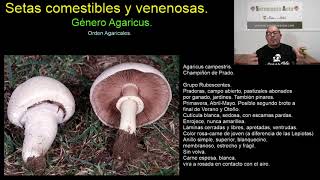 Agaricus Comestibles y Tóxicos  Identificación y Seguridad  Setamania Aula [upl. by Anazus974]