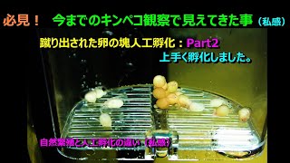 必見！蹴り出されたキンペコ卵の塊の人工孵化Part2。上手く孵化しました。私の孵化方法紹介 [upl. by Tori576]