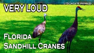 Sandhill Crane  Calling Sounds [upl. by Vernor920]