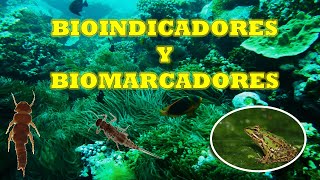 BIOINDICADORES Y BIOMARCADORES [upl. by Eanel583]