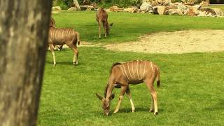 ZOOmer in Diergaarde Blijdorp ontdek Afrika  Summer in Rotterdam Zoo part 3 Africa [upl. by Anayi]