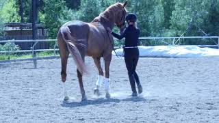 Dressage Groundwork [upl. by Selia]