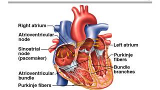 Cardiovascular Review for the PANCE and PANRE Physician assistants [upl. by Margherita]