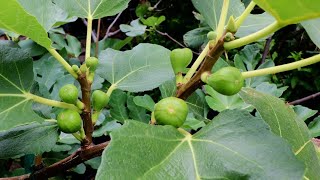 Fig Varieties that Can Fruit after Dieback [upl. by Dorri]