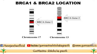 BRCA1 AND BRCA2 GENE [upl. by Atsirc462]