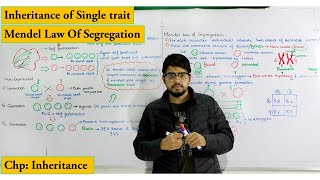 Law of segregation  Monohybrid cross detailed explanation  Chapter Genetics  Inheritance [upl. by Borer]