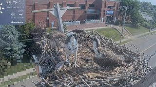 3番のリトルは侵入者に追い出されました😰zoom《再アップ》 072923 072623 Osprey Cam Live Patchogue NY [upl. by Trant]