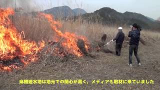 2016年の麻機遊水地の野焼き実験 Experimental burning in Japan  Asahata Shizuoka Prefecture [upl. by Koren]