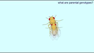 Drosophila CROSS WILD TYPE PARENTS SOME SEPIA OFFSPRING [upl. by Rodolfo503]