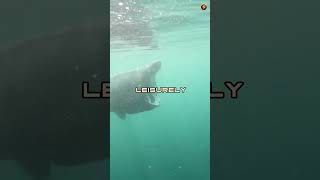 Gentle Giant Basking Shark Open Wide  Facts Family shorts animalfacts [upl. by Okramed]