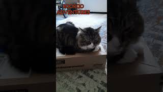 RooRoo kittys receives an Amazon package [upl. by Nnyladnarb]