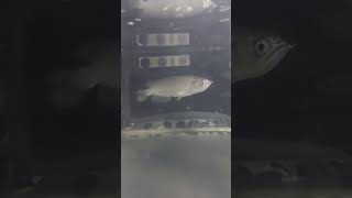 Arowana jardini semiplat shortvideo fish freshwaterfish aquarium tropicalfishtank shortsfeed [upl. by Enoved]