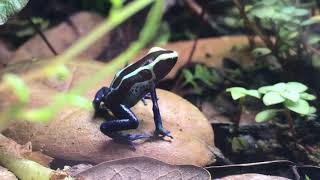 Dart frog and Mourning Gecko feeding 10 gallon vivarium Dendrobates Tinctorius “Patricia” [upl. by Atnad]