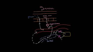 Lipid and protein transport in the lymphatic system [upl. by Itin]