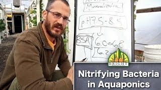 Nitrifying Bacteria in Aquaponics [upl. by Nethsa617]