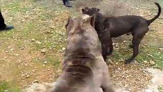 Pitbull destroys a Cane Corso [upl. by Rosario251]