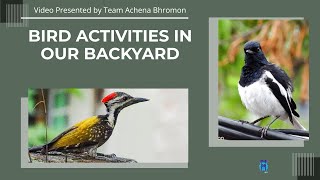 Bird activities in our backyard birds birdwatching bird birdlovers nature wildlife birding [upl. by Maer]