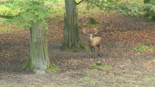 Hirschbrunft im Wildpark Schwarze Berge [upl. by Marko]