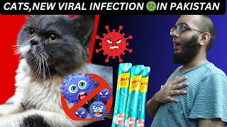 Cats New Viral Infection In Pakistan how to take care of your Cats [upl. by Yung701]