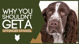 Why You SHOULD NOT Get A SPRINGER SPANIEL [upl. by Mcroberts]