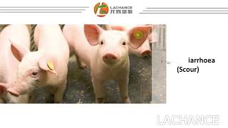 Prevent Piglets Diarrhea  How to cure piglets diarrheascour with SAFE way [upl. by Ennobe]