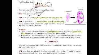 cartilage histology [upl. by Popele]