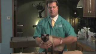 How To Apply Eye Drops or Ointment to Your Cats Eyes [upl. by Mervin512]