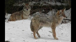 Alaskan Coyote Howls at Night [upl. by Saberio433]