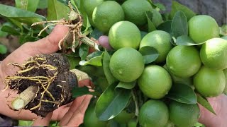 ¿Quieres tener un Planta de Limón llena de Frutos Aquí Te revelo el Secreto  Limonero en Maceta [upl. by Selrac585]