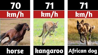 who is the fastest animal in the world [upl. by Nahgiem]